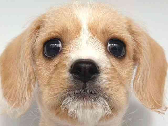 大阪府のハーフ犬・ミックス犬 (ひごペットフレンドリー岸和田店/2025年8月15日生まれ/男の子/クリームホワイト)の子犬の1枚目の画像