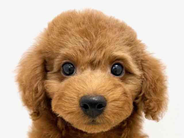 広島県のトイプードル(トイ) (ひごペットフレンドリーゆめタウン廿日市店/2025年8月15日生まれ/男の子/レッド)の子犬の1枚目の画像