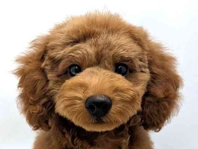 広島県のトイプードル(トイ) (ひごペットフレンドリーゆめタウン廿日市店/2025年8月15日生まれ/男の子/レッド)の子犬の1枚目の画像