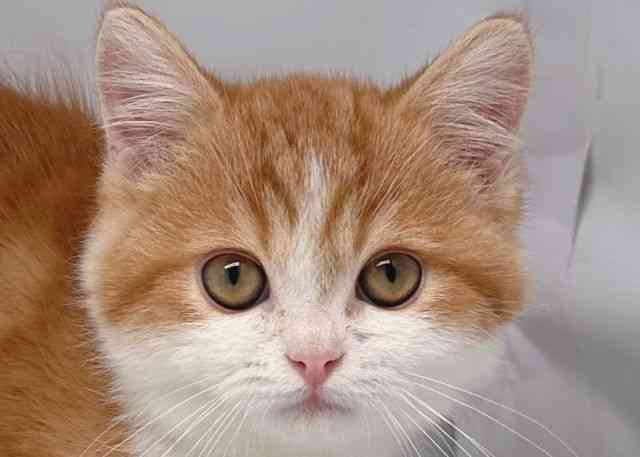 鳥取県のミヌエット (ひごペットフレンドリーイオンモール鳥取北店/2025年8月13日生まれ/男の子/レッドタビーホワイト)の子猫の1枚目の画像