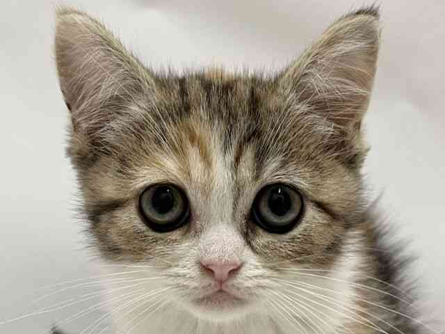 和歌山県のミヌエット (ひごペットフレンドリーパームシティ和歌山店/2025年8月13日生まれ/女の子/ブラウンパッチドタビーホワイト)の子猫の1枚目の画像