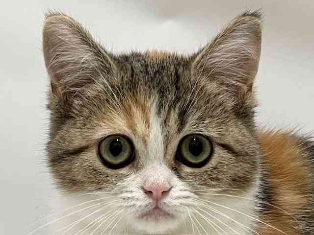 和歌山県のミヌエット (ひごペットフレンドリーパームシティ和歌山店/2025年8月13日生まれ/女の子/ブラウンパッチドタビーホワイト)の子猫の1枚目の画像