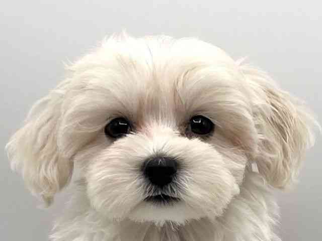 京都府のマルプー(マルチーズ×プードル) (ひごペットフレンドリーイオンモール高の原店/2025年8月8日生まれ/女の子/クリーム)の子犬の1枚目の画像