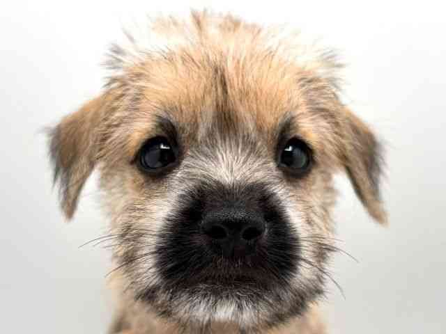 奈良県のハーフ犬・ミックス犬 (ひごペットフレンドリー田原本店/2025年8月16日生まれ/女の子/レッド)の子犬の1枚目の画像