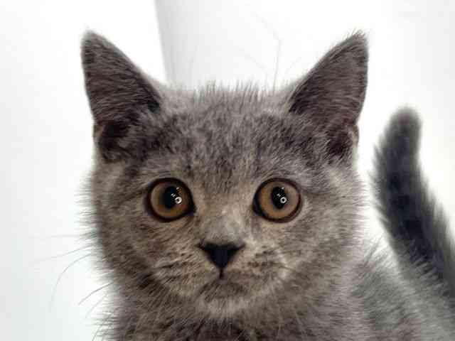 島根県のブリティッシュショートヘアー (ひごペットフレンドリーイオンモール出雲店/2025年8月17日生まれ/男の子/ブルー)の子猫