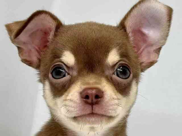 大阪府のチワワ(スムース) (ひごペットフレンドリーセブンパーク天美店/2025年8月13日生まれ/男の子/チョコレートタン)の子犬の1枚目の画像