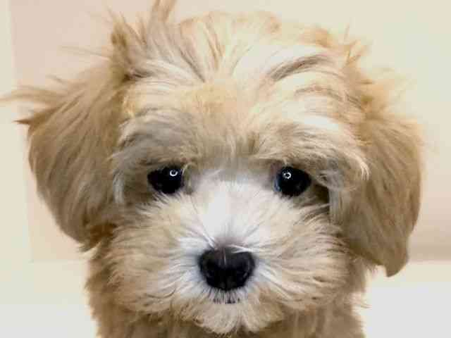 兵庫県のハーフ犬・ミックス犬 (ひごペットフレンドリーイトーヨーカドー明石店/2025年8月15日生まれ/男の子/クリーム)の子犬の1枚目の画像