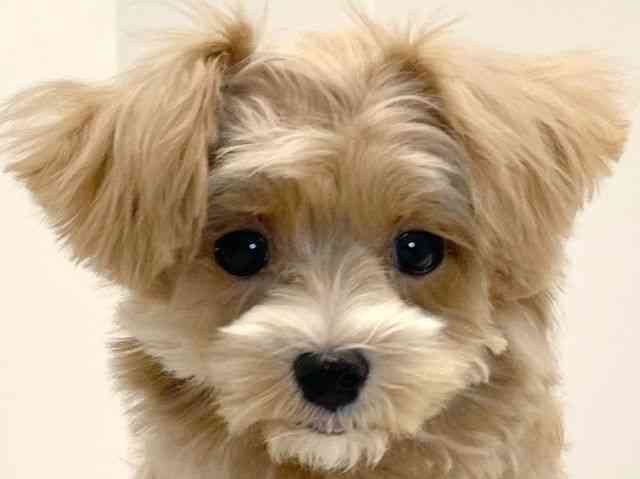 兵庫県のマルプー(マルチーズ×プードル) (ひごペットフレンドリーイトーヨーカドー明石店/2025年8月15日生まれ/男の子/クリーム)の子犬の1枚目の画像