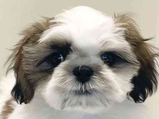 兵庫県のシーズー (ひごペットフレンドリーイトーヨーカドー明石店/2025年8月18日生まれ/男の子/ホワイトゴールド)の子犬の1枚目の画像