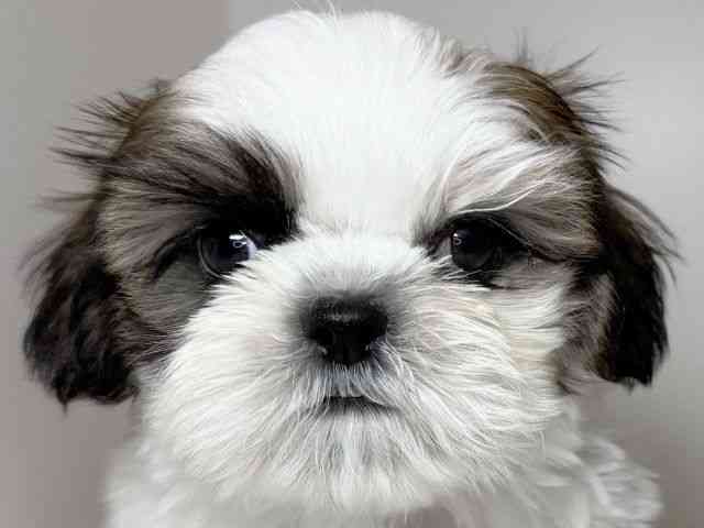 兵庫県のシーズー (ひごペットフレンドリーイトーヨーカドー明石店/2025年8月18日生まれ/男の子/ホワイトゴールド)の子犬の1枚目の画像