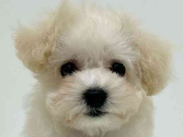 兵庫県のビションプー(ビションフリーゼ×プードル) (ひごペットフレンドリーブルメールHAT神戸店/2025年8月17日生まれ/女の子/クリーム)の子犬の1枚目の画像