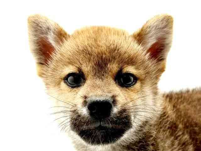 兵庫県の柴犬(標準サイズ) (ひごペットフレンドリーコロワ甲子園店/2025年8月17日生まれ/男の子/赤)の子犬の1枚目の画像