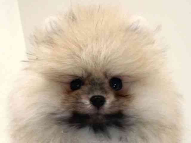 兵庫県のポメラニアン (ひごペットフレンドリーイトーヨーカドー明石店/2025年8月17日生まれ/男の子/クリーム)の子犬の1枚目の画像