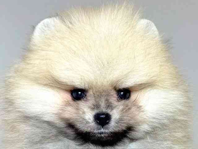 兵庫県のポメラニアン (ひごペットフレンドリーイトーヨーカドー明石店/2025年8月17日生まれ/男の子/クリーム)の子犬の1枚目の画像