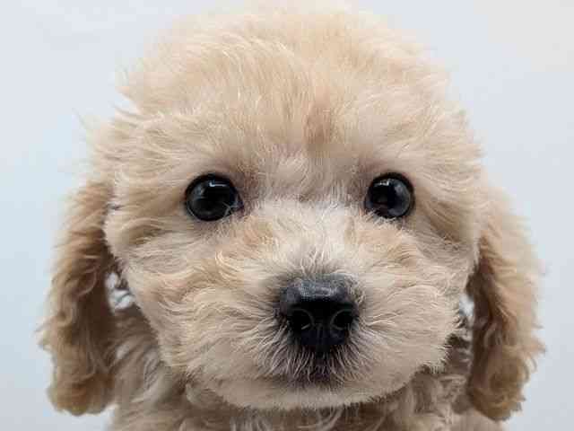 香川県のハーフ犬・ミックス犬 (ひごペットフレンドリーゆめタウン高松店/2025年8月18日生まれ/男の子/クリーム)の子犬の1枚目の画像