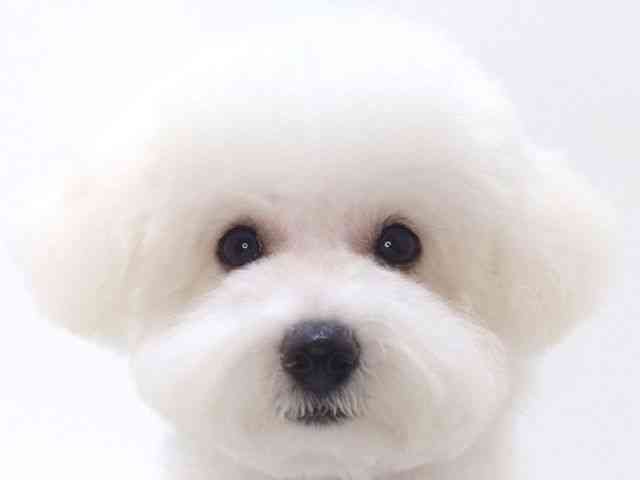 大阪府のビションフリーゼ (ひごペットフレンドリーいこらもーる泉佐野店/2025年8月15日生まれ/女の子/ホワイト)の子犬の1枚目の画像