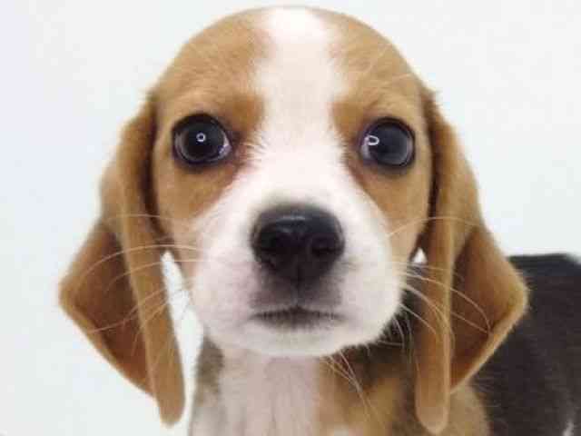 大阪府のビーグル (ひごペットフレンドリーいこらもーる泉佐野店/2025年8月19日生まれ/女の子/ブラックタンホワイト)の子犬の1枚目の画像