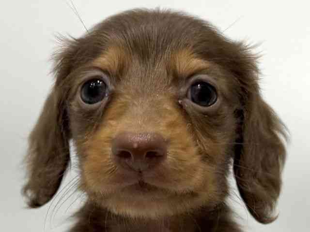 愛知県のミニチュアダックスフンド(ロング) (ひごペットフレンドリーヴィアモール アピタ江南西店/2025年8月19日生まれ/女の子/チョコレートタン)の子犬の1枚目の画像