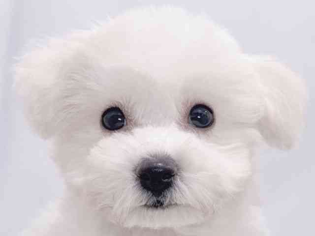 大阪府のビションフリーゼ (ひごペットフレンドリーイズミヤショッピングセンター千里丘店/2025年8月17日生まれ/男の子/ホワイト)の子犬の1枚目の画像