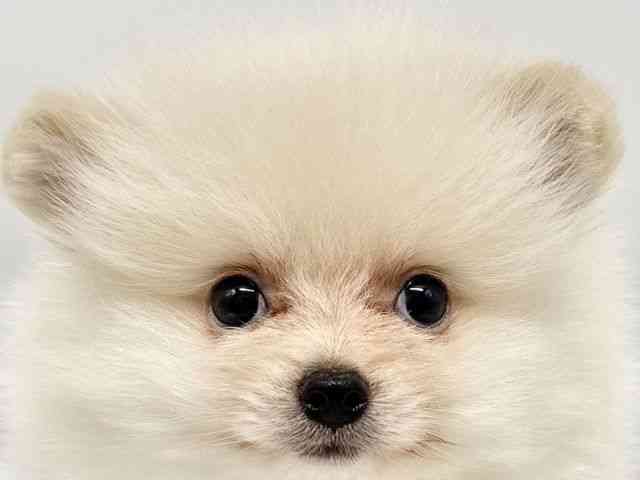 大阪府のポメラニアン (ひごペットフレンドリーイオンタウン豊中庄内店/2025年8月18日生まれ/男の子/クリーム)の子犬の1枚目の画像