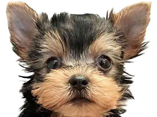 愛媛県のヨークシャーテリア (ひごペットフレンドリーエミフルMASAKI店/2025年8月18日生まれ/男の子/スチールブルータン)の子犬の1枚目の画像