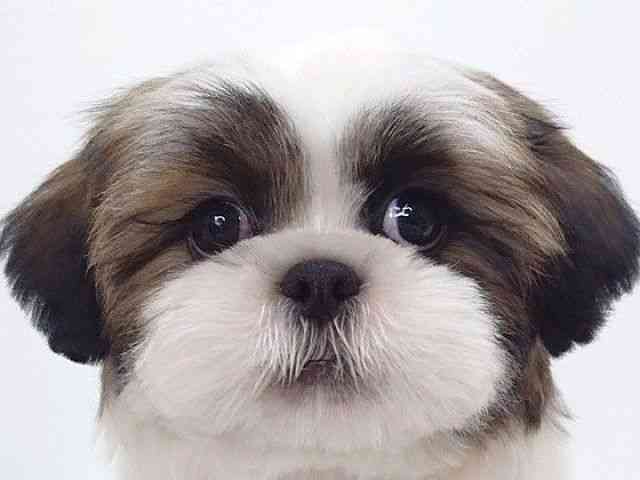 大阪府のシーズー (ひごペットフレンドリーいこらもーる泉佐野店/2025年8月14日生まれ/男の子/ゴールドホワイト)の子犬の1枚目の画像