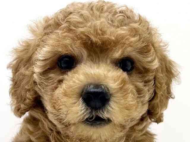 大阪府のトイプードル(トイ) (ひごペットフレンドリーベルファⅡ都島店/2025年8月18日生まれ/女の子/アプリコット)の子犬の1枚目の画像