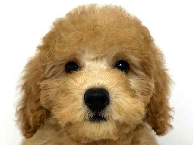 大阪府のトイプードル(トイ) (ひごペットフレンドリーベルファⅡ都島店/2025年8月18日生まれ/女の子/アプリコット)の子犬の1枚目の画像