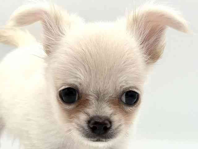 愛知県のチワワ(ロング) (ひごペットフレンドリープライムツリー赤池店/2025年8月10日生まれ/男の子/ホワイト)の子犬の1枚目の画像