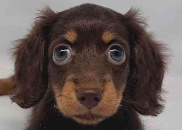 鳥取県のミニチュアダックスフンド(ロング) (ひごペットフレンドリーイオンモール鳥取北店/2025年8月17日生まれ/女の子/チョコレートタン)の子犬の1枚目の画像