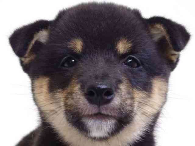 大阪府の柴犬(標準サイズ) (ひごペットフレンドリーいこらもーる泉佐野店/2025年8月14日生まれ/女の子/黒)の子犬の1枚目の画像