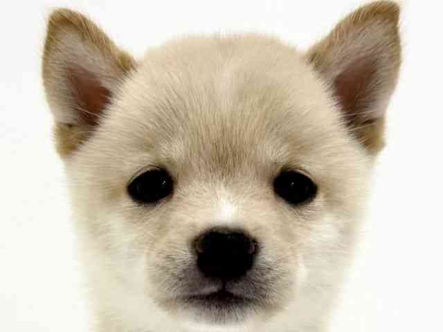 大阪府の柴犬(標準サイズ) (ひごペットフレンドリーくずはモール店/2025年8月18日生まれ/男の子/白)の子犬の1枚目の画像