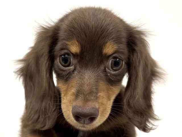 愛知県のカニンヘンダックスフンド(ロング) (ひごペットフレンドリーイトーヨーカドー知多店/2025年8月14日生まれ/女の子/チョコレートタン)の子犬の1枚目の画像