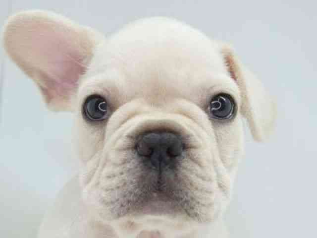 福岡県のフレンチブルドッグ (ひごペットフレンドリーゆめタウン筑紫野店/2025年8月18日生まれ/男の子/クリーム)の子犬の1枚目の画像