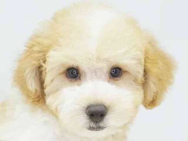 福岡県のトイプードル(トイ) (ひごペットフレンドリーゆめタウン筑紫野店/2025年8月18日生まれ/男の子/レッドホワイト)の子犬の1枚目の画像