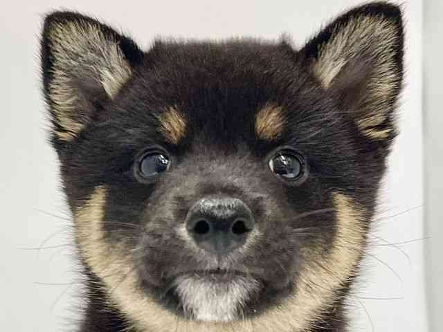 高知県の柴犬(標準サイズ) (ひごペットフレンドリーイオンモール高知店/2025年8月16日生まれ/男の子/黒)の子犬の1枚目の画像