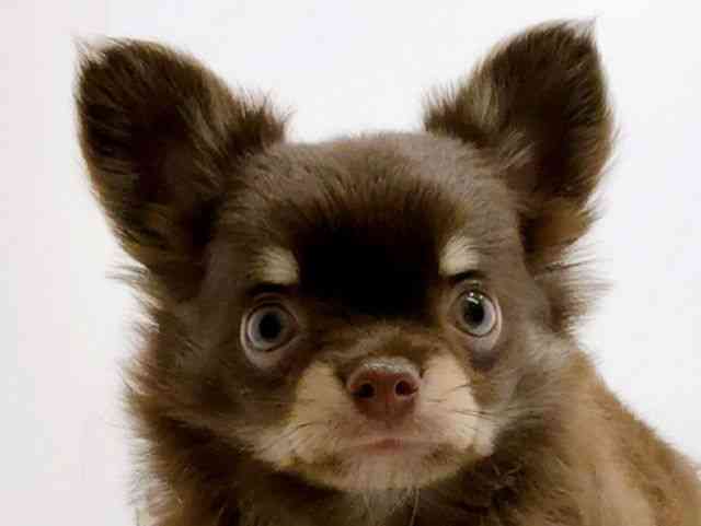 兵庫県のチワワ(ロング) (ひごペットフレンドリーコロワ甲子園店/2025年8月17日生まれ/男の子/チョコレートタンホワイト)の子犬の1枚目の画像