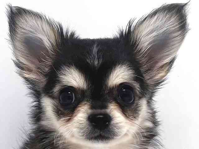 奈良県のチワワ(ロング) (ひごペットフレンドリー奈良パワーシティ店/2025年8月19日生まれ/女の子/ウルフホワイト)の子犬