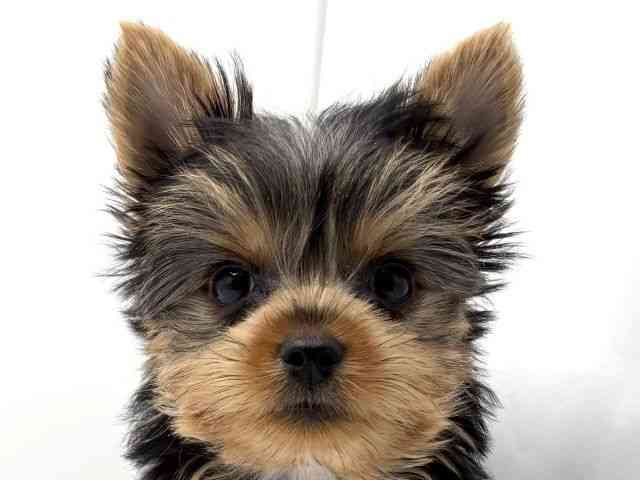 大阪府のヨークシャーテリア (ひごペットフレンドリーみのおキューズモール店/2025年8月17日生まれ/女の子/スチールブルータン)の子犬の1枚目の画像