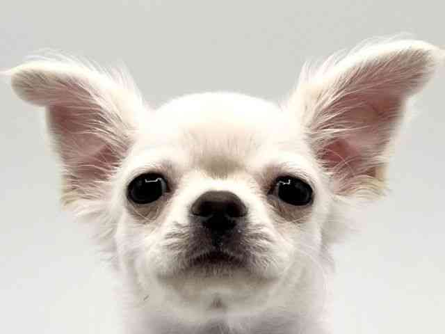 京都府のチワワ(ロング) (ひごペットフレンドリーイオンモール高の原店/2025年8月18日生まれ/男の子/クリーム)の子犬