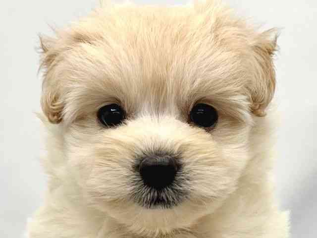 大阪府のポメプー(ポメラニアン×プードル) (ひごペットフレンドリーイトーヨーカドー津久野店/2025年8月19日生まれ/男の子/クリーム)の子犬の1枚目の画像