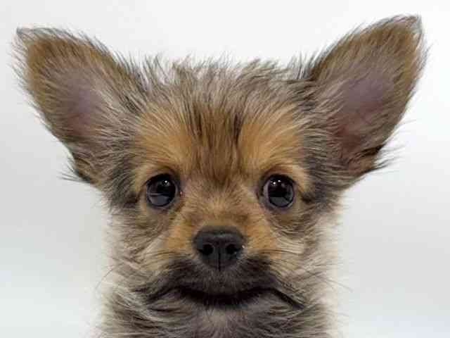 愛知県のポメキー(ポメラニアン×ヨークシャーテリア) (ひごペットフレンドリーヴィアモール アピタ江南西店/2025年8月18日生まれ/男の子/オレンジセーブル)の子犬の1枚目の画像