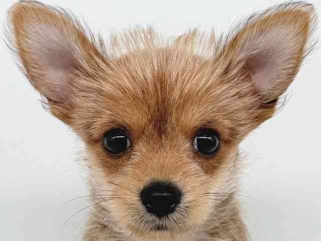 大阪府のポメキー(ポメラニアン×ヨークシャーテリア) (ひごペットフレンドリー瓜破店/2025年8月18日生まれ/女の子/オレンジセーブル)の子犬の1枚目の画像