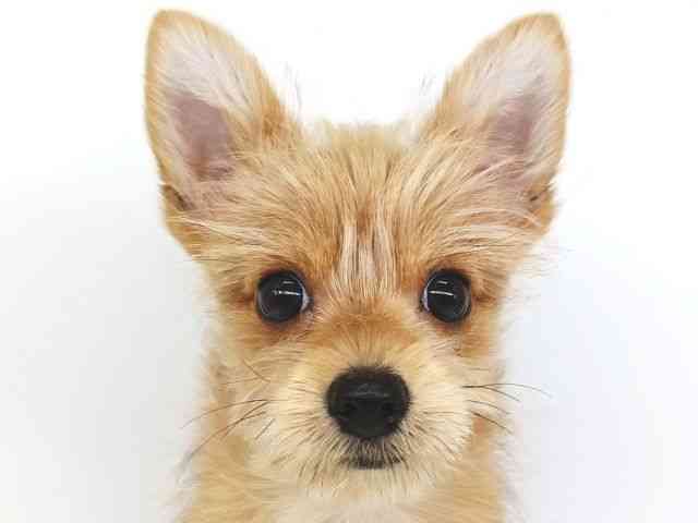 大阪府のポメキー(ポメラニアン×ヨークシャーテリア) (ひごペットフレンドリー泉ヶ丘店/2025年8月18日生まれ/女の子/オレンジセーブル)の子犬の1枚目の画像