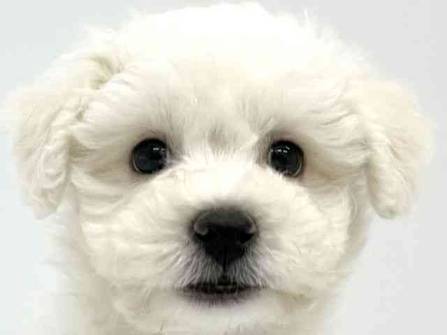 大阪府のビションフリーゼ (ひごペットフレンドリーイオンタウン茨木太田店/2025年8月12日生まれ/男の子/ホワイト)の子犬の1枚目の画像