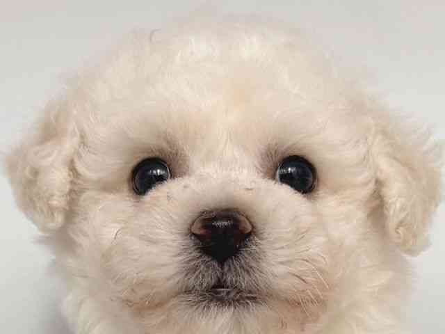 大阪府のビションフリーゼ (ひごペットフレンドリー岸和田店/2025年8月12日生まれ/女の子/ホワイト)の子犬の1枚目の画像