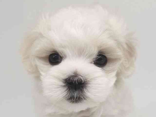 大阪府のマルチーズ (ひごペットフレンドリー泉ヶ丘店/2025年8月19日生まれ/女の子/ホワイト)の子犬の1枚目の画像