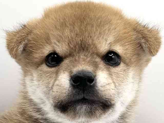 京都府の柴犬(標準サイズ) (ひごペットフレンドリーイオンモール高の原店/2025年8月19日生まれ/男の子/赤)の子犬の1枚目の画像