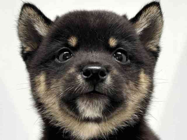 大阪府の柴犬(標準サイズ) (ひごペットフレンドリーセブンパーク天美店/2025年8月14日生まれ/男の子/黒)の子犬の1枚目の画像