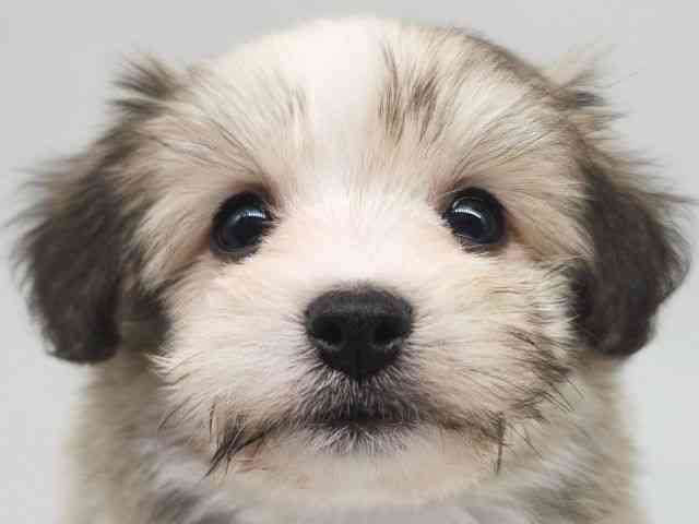 大阪府のハーフ犬・ミックス犬 (ひごペットフレンドリー泉ヶ丘店/2025年8月17日生まれ/男の子/ホワイトブラウン)の子犬の1枚目の画像